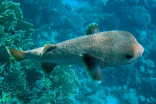 Cyclichthys spilostylus - Gelbflecken-Igelfisch